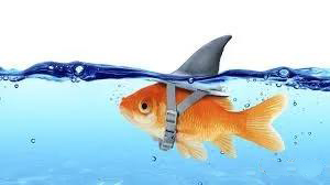 为什么不要教“鱼”打牌？